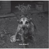 BUDRÜS "Canine Visions IX" CD
